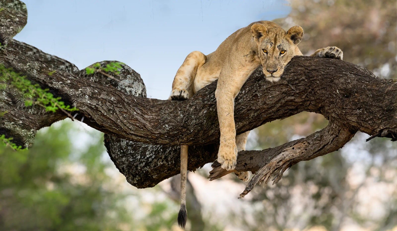 Ngorongoro National Park
